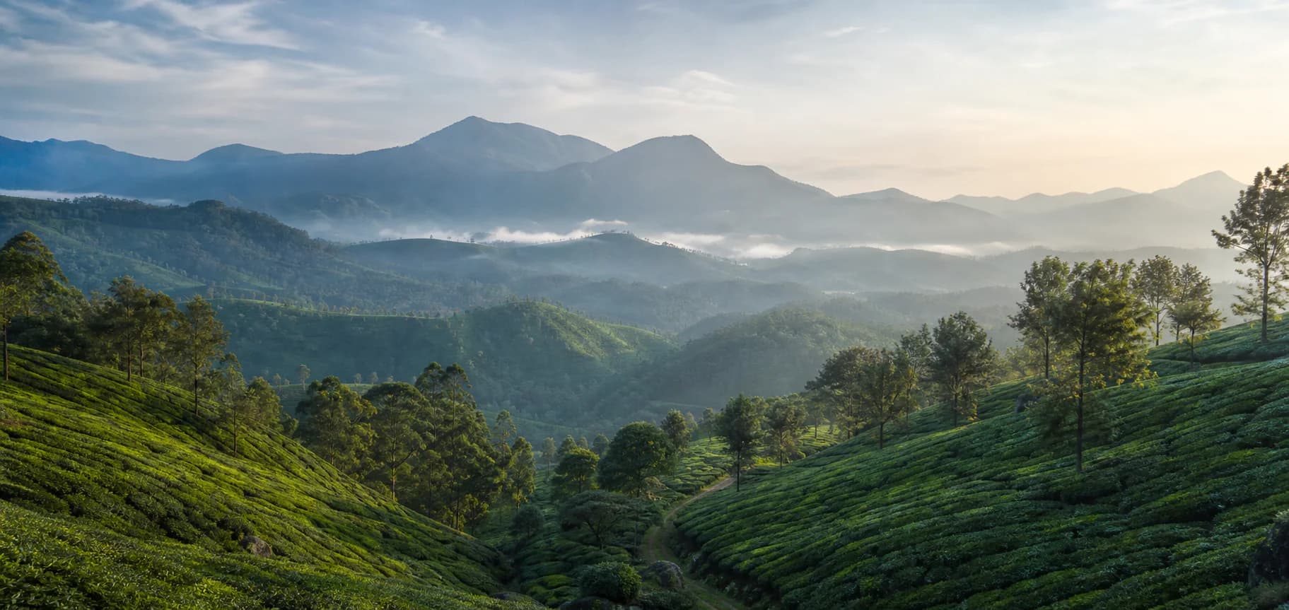 Tea-covered hills and mountain ridges in Munnar